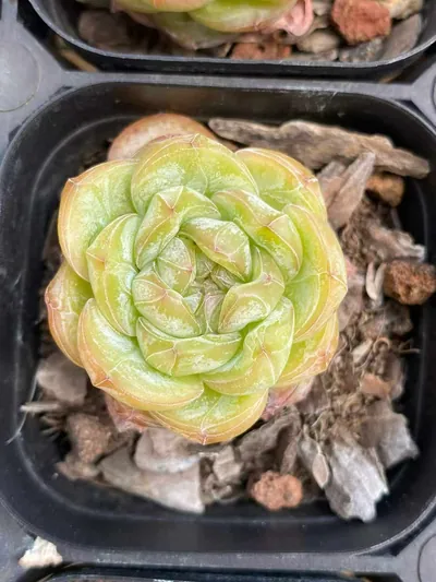Echeveria Star Jenny (星星珍妮) succulent — wholesale bare-root export from Yunnan, China (4 of 6)