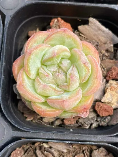 Echeveria Star Jenny (星星珍妮) succulent — wholesale bare-root export from Yunnan, China (2 of 6)