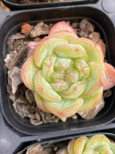 Echeveria Star Jenny (星星珍妮) succulent — wholesale bare-root export from Yunnan, China (5 of 6)