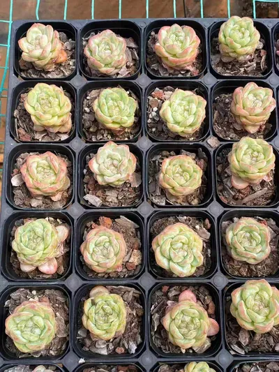 Echeveria Star Jenny (星星珍妮) succulent — wholesale bare-root export from Yunnan, China (3 of 6)