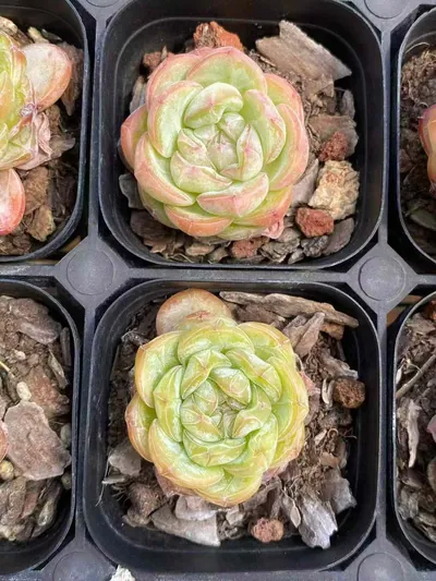Echeveria Star Jenny (星星珍妮) succulent — wholesale bare-root export from Yunnan, China (6 of 6)