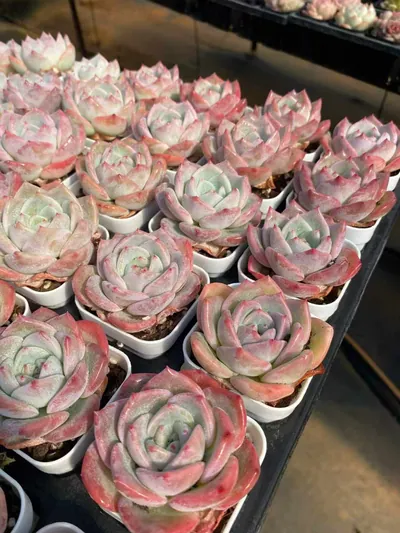 Echeveria Starfruit (杨桃) succulent — wholesale bare-root export from Yunnan, China (6 of 7)
