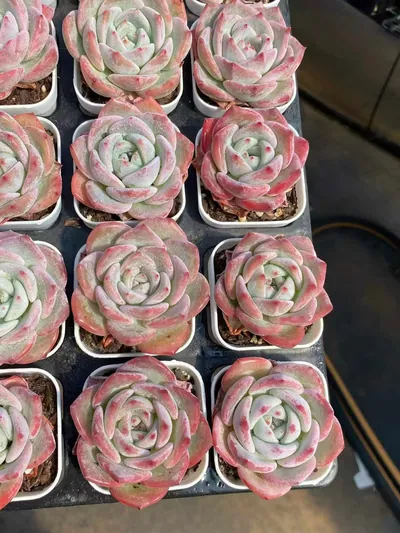 Echeveria Starfruit (杨桃) succulent — wholesale bare-root export from Yunnan, China (4 of 7)