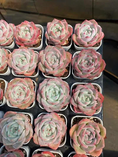 Echeveria Starfruit (杨桃) succulent — wholesale bare-root export from Yunnan, China (5 of 7)