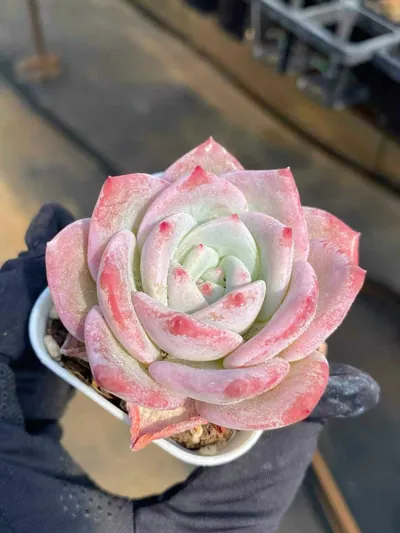 Echeveria Starfruit (杨桃) succulent — wholesale bare-root export from Yunnan, China (2 of 7)
