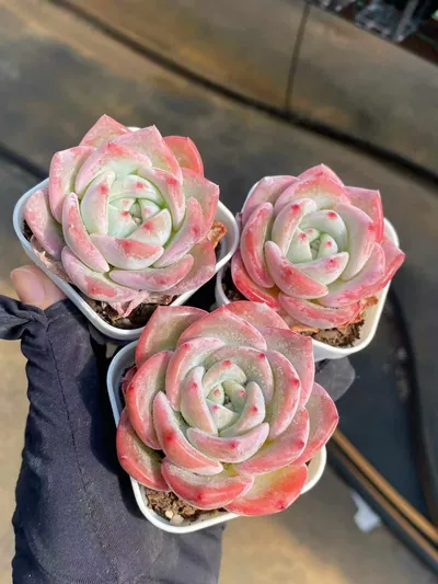 Echeveria Starfruit (杨桃) succulent — wholesale bare-root export from Yunnan, China (3 of 7)