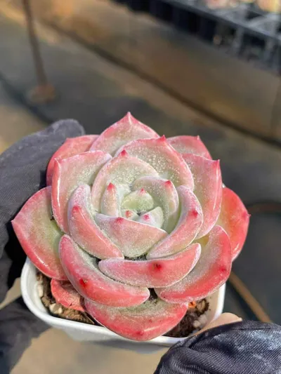 Echeveria Starfruit (杨桃) succulent — wholesale bare-root export from Yunnan, China (7 of 7)