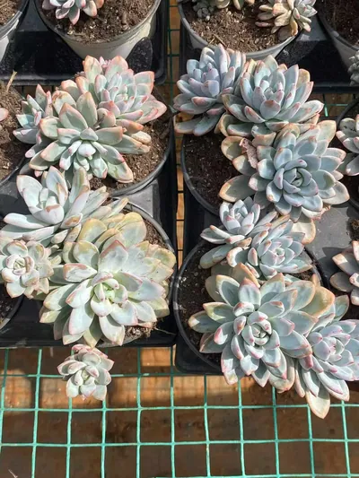 Echeveria Starry Snow 3-4 Heads Cluster (星星雪三四头群) succulent — wholesale bare-root export from Yunnan, China (5 of 5)