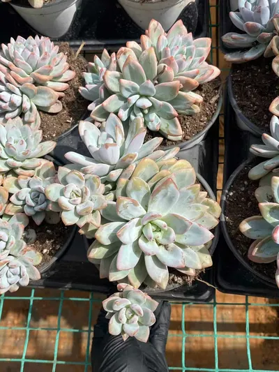 Echeveria Starry Snow 3-4 Heads Cluster (星星雪三四头群) succulent — wholesale bare-root export from Yunnan, China (4 of 5)