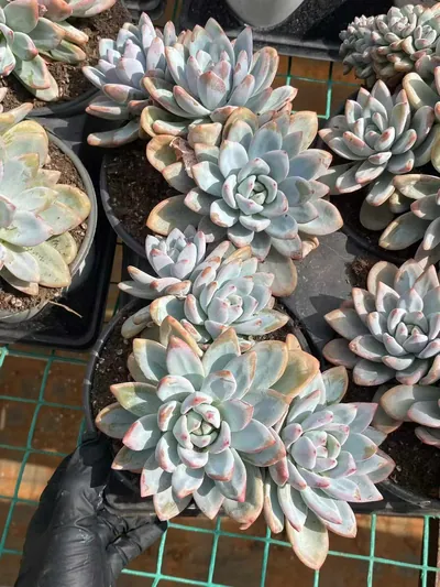 Echeveria Starry Snow 3-4 Heads Cluster (星星雪三四头群) succulent — wholesale bare-root export from Yunnan, China (3 of 5)