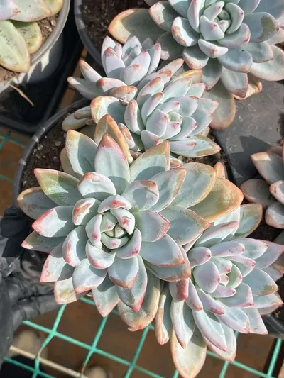 Echeveria Starry Snow 3-4 Heads Cluster (星星雪三四头群) succulent — wholesale bare-root export from Yunnan, China (2 of 5)