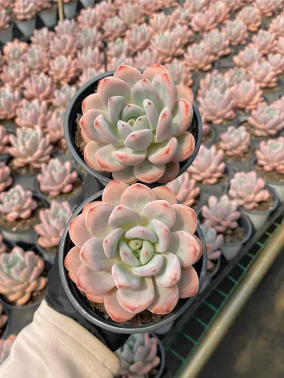 Echeveria Starry Snow Single (星星雪单头) succulent — wholesale bare-root export from Yunnan, China (3 of 4)