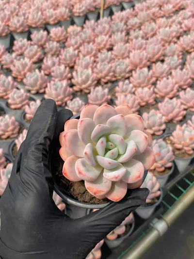 Echeveria Starry Snow Single succulent — wholesale export from Yunnan, China