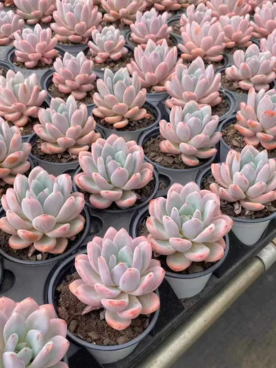 Echeveria Starry Snow Single (星星雪单头) succulent — wholesale bare-root export from Yunnan, China (4 of 4)