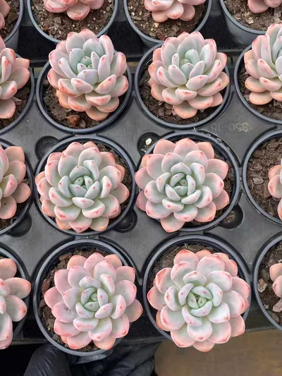 Echeveria Starry Snow Single (星星雪单头) succulent — wholesale bare-root export from Yunnan, China (2 of 4)