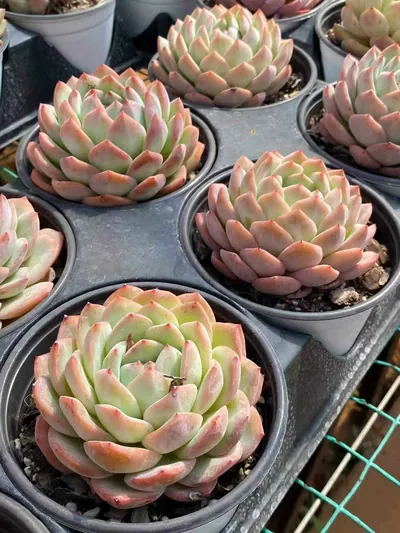 Echeveria Strawberry Almond (草莓杏仁) succulent — wholesale bare-root export from Yunnan, China (3 of 5)