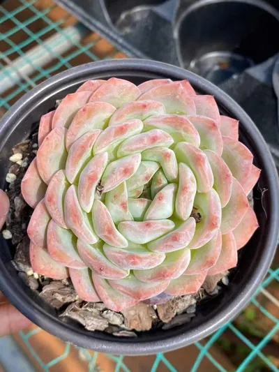Echeveria Strawberry Almond (草莓杏仁) succulent — wholesale bare-root export from Yunnan, China (2 of 5)