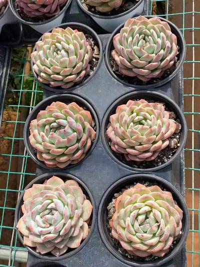Echeveria Strawberry Almond (草莓杏仁) succulent — wholesale bare-root export from Yunnan, China (5 of 5)
