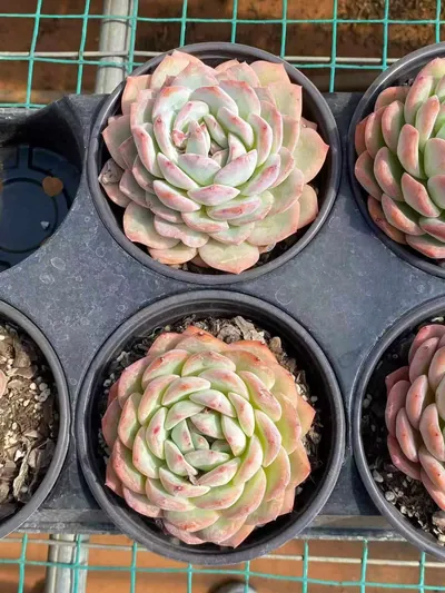 Echeveria Strawberry Almond succulent — wholesale export from Yunnan, China