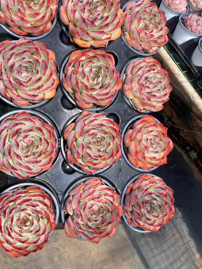 Echeveria Strawberry Almond Single (草莓杏仁单头) succulent — wholesale bare-root export from Yunnan, China (4 of 7)
