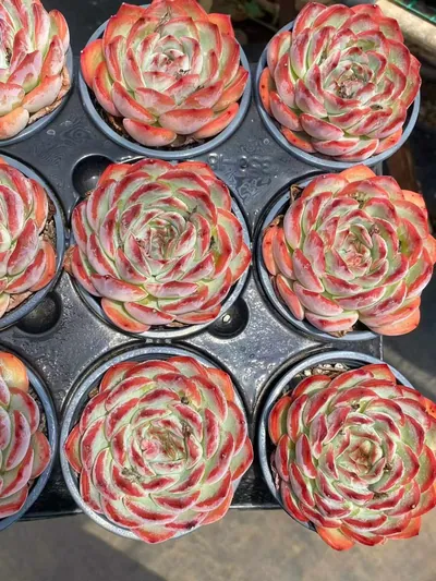 Echeveria Strawberry Almond Single (草莓杏仁单头) succulent — wholesale bare-root export from Yunnan, China (3 of 7)