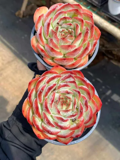 Echeveria Strawberry Almond Single (草莓杏仁单头) succulent — wholesale bare-root export from Yunnan, China (7 of 7)