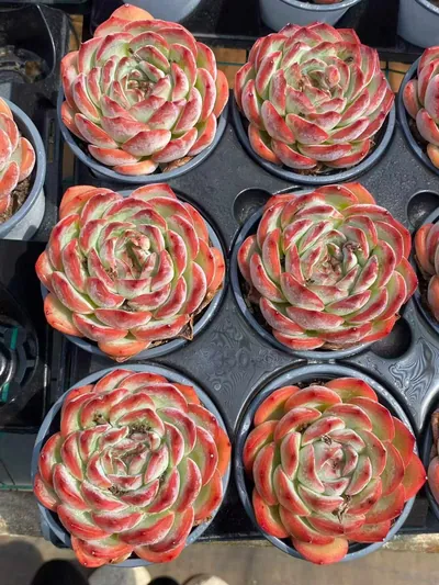 Echeveria Strawberry Almond Single (草莓杏仁单头) succulent — wholesale bare-root export from Yunnan, China (6 of 7)