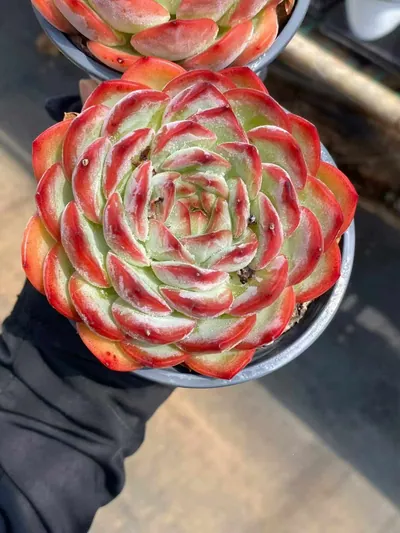 Echeveria Strawberry Almond Single (草莓杏仁单头) succulent — wholesale bare-root export from Yunnan, China (2 of 7)
