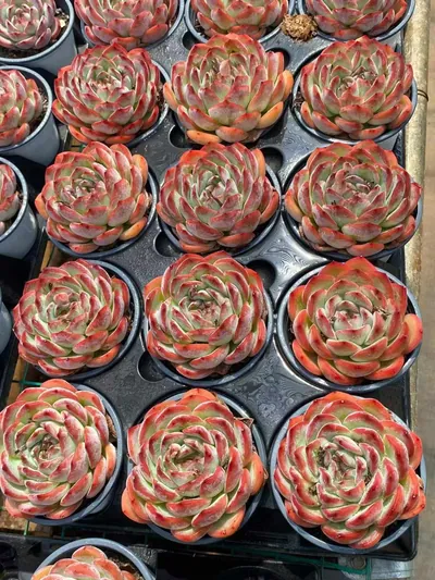 Echeveria Strawberry Almond Single (草莓杏仁单头) succulent — wholesale bare-root export from Yunnan, China (5 of 7)