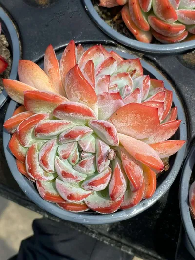 Echeveria Strawberry Almond Twin-head (草莓杏仁双头) succulent — wholesale bare-root export from Yunnan, China (2 of 5)
