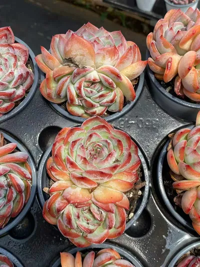 Echeveria Strawberry Almond Twin-head (草莓杏仁双头) succulent — wholesale bare-root export from Yunnan, China (4 of 5)