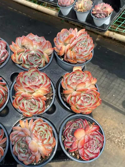Echeveria Strawberry Almond Twin-head (草莓杏仁双头) succulent — wholesale bare-root export from Yunnan, China (3 of 5)