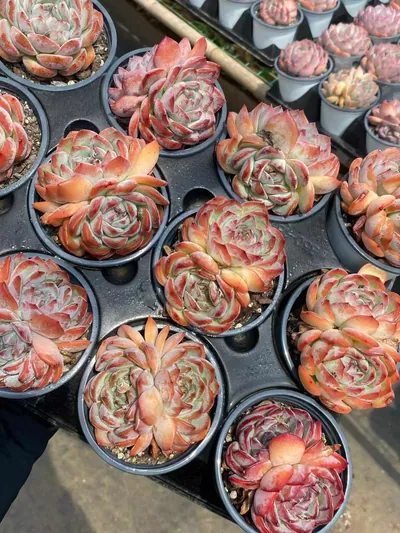 Echeveria Strawberry Almond Twin-head (草莓杏仁双头) succulent — wholesale bare-root export from Yunnan, China (5 of 5)