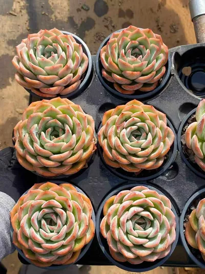 Echeveria Strawberry Candy Single (草莓糖单头) succulent — wholesale bare-root export from Yunnan, China (4 of 4)