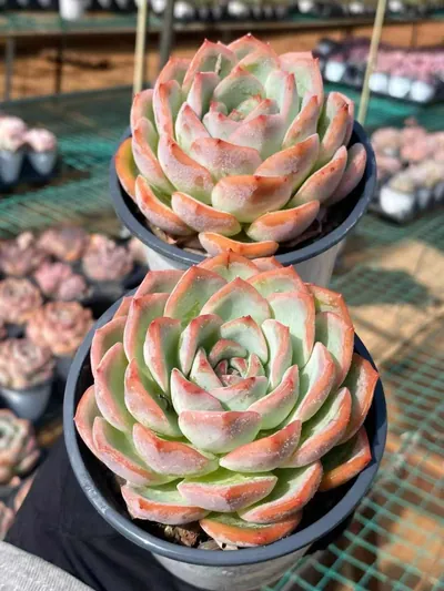 Echeveria Strawberry Candy Single (草莓糖单头) succulent — wholesale bare-root export from Yunnan, China (3 of 4)