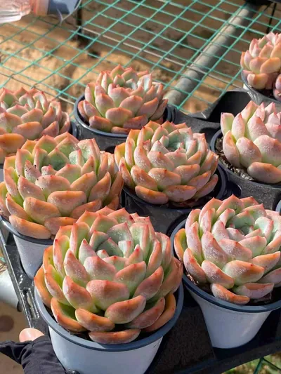 Echeveria Strawberry Candy Single (草莓糖单头) succulent — wholesale bare-root export from Yunnan, China (2 of 4)