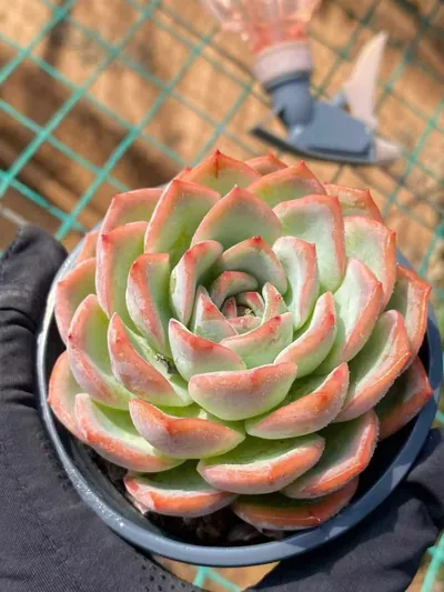 Echeveria Strawberry Candy Single succulent — wholesale export from Yunnan, China