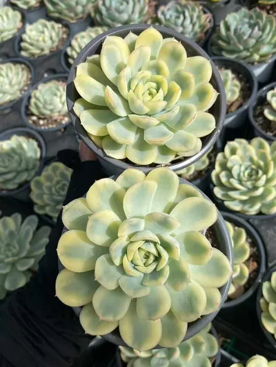 Echeveria Strawberry Ice Variegated (草莓冰锦) succulent — wholesale bare-root export from Yunnan, China (3 of 4)