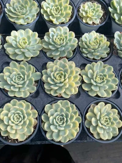 Echeveria Strawberry Ice Variegated (草莓冰锦) succulent — wholesale bare-root export from Yunnan, China (4 of 4)
