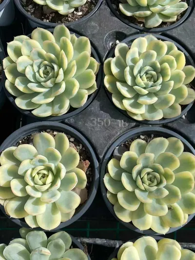 Echeveria Strawberry Ice Variegated (草莓冰锦) succulent — wholesale bare-root export from Yunnan, China (2 of 4)