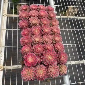 Aeonium Aeonium 'Candy Heart' Variegated succulent — wholesale export from Yunnan, China