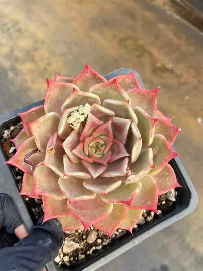 Echeveria Summer Beauty (夏日美人) succulent — wholesale bare-root export from Yunnan, China (4 of 5)