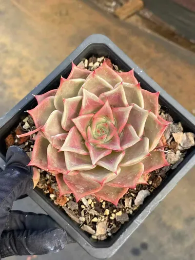 Echeveria Summer Beauty succulent — wholesale export from Yunnan, China