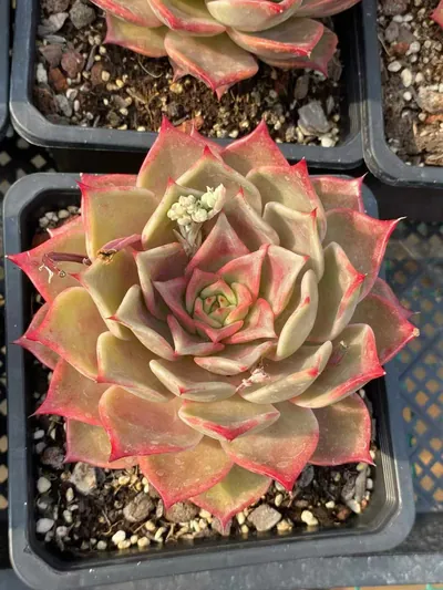 Echeveria Summer Beauty (夏日美人) succulent — wholesale bare-root export from Yunnan, China (2 of 5)