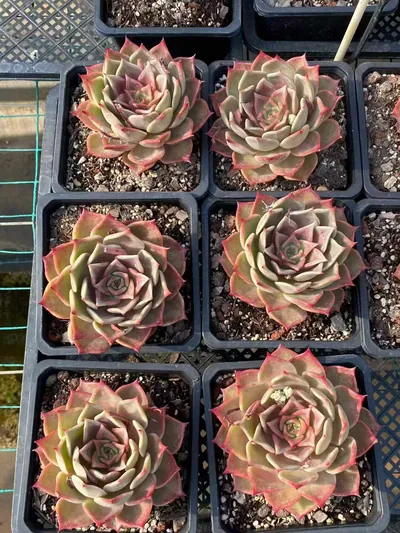 Echeveria Summer Beauty (夏日美人) succulent — wholesale bare-root export from Yunnan, China (5 of 5)