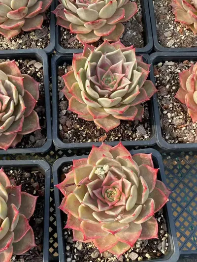 Echeveria Summer Beauty (夏日美人) succulent — wholesale bare-root export from Yunnan, China (3 of 5)