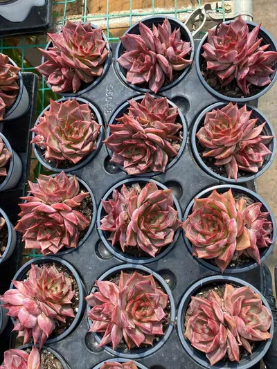 Echeveria Summer Beauty Twin-head (夏日美人双头) succulent — wholesale bare-root export from Yunnan, China (5 of 5)