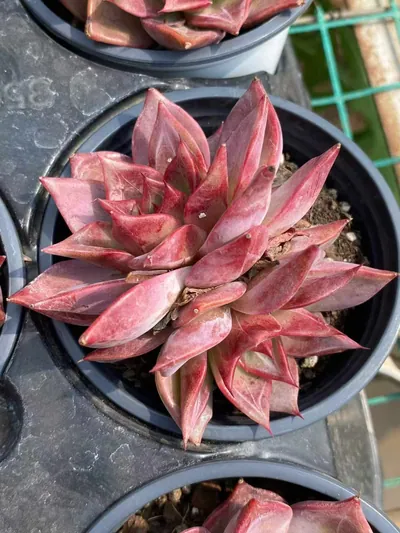 Echeveria Summer Beauty Twin-head (夏日美人双头) succulent — wholesale bare-root export from Yunnan, China (2 of 5)