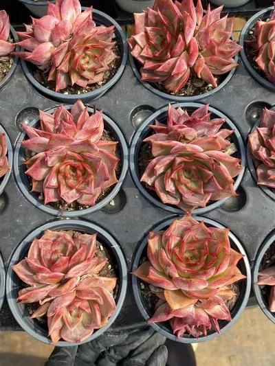 Echeveria Summer Beauty Twin-head (夏日美人双头) succulent — wholesale bare-root export from Yunnan, China (3 of 5)
