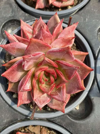 Echeveria Summer Beauty Twin-head (夏日美人双头) succulent — wholesale bare-root export from Yunnan, China (4 of 5)